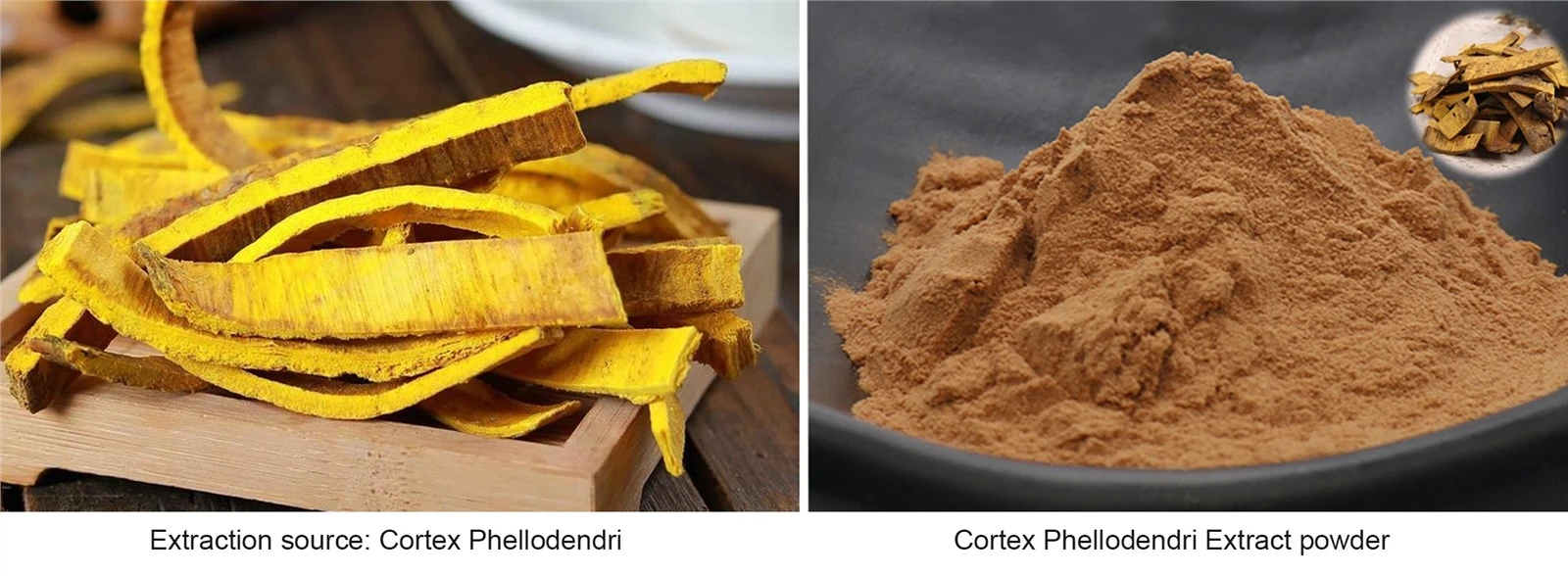 Cortex-Phellodendri-Extract-Powder Cortex-Phellodendri-Extract-Powder